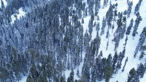 Top down aerial view of pine trees forest covered in snow in Himalayan mountains Stock Footage 269460941