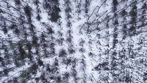 Top down aerial view of a pine forest covered in snow The Concept of Winter.. Stock Footage 327288395