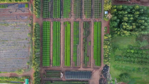 Top Down Aerial View of Pine Seedling Nursery Grid Stock Footage 340149693