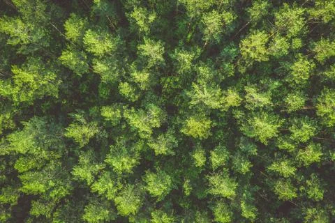 Top down aerial view of pine forest, toned image Stock Photos