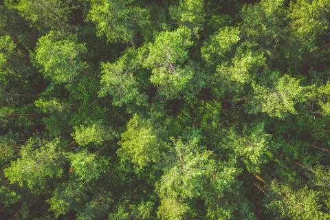 Top down aerial view of pine forest, toned image Stock Photos