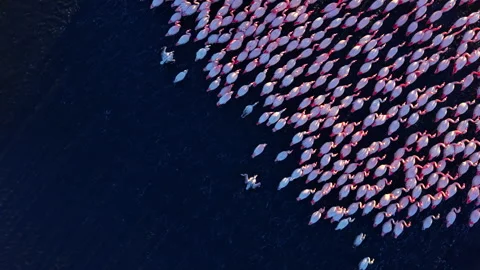 Top-Down Aerial View of Pink Flamingos. Stock Footage 326143888