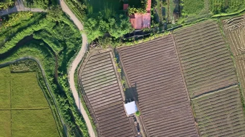 Top down aerial view of plowed soil furrows and agricultural farmland Stock Footage 335129243