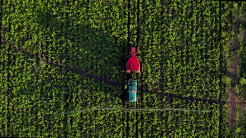 Top down aerial view process of spraying with chemicals and pesticides fields Video stock 223022030
