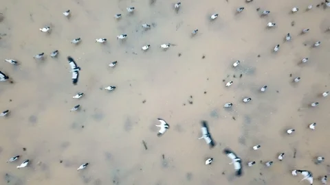 Top down aerial view pulling back over large flock of Asian openbill Video stock 106002877