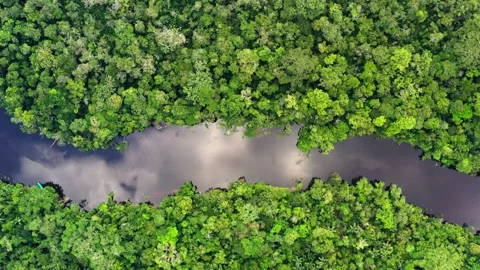 Top-Down Aerial View of Reflective River in Amazon Jungle Stock-Footage 289804553