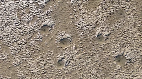 Top Down Aerial View of Rippled Sand Texture with Footprints Stock Footage 342577382