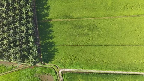 Top Down Aerial View Rising Over Rice Fields and Palm Plantation Stock Footage 328404075