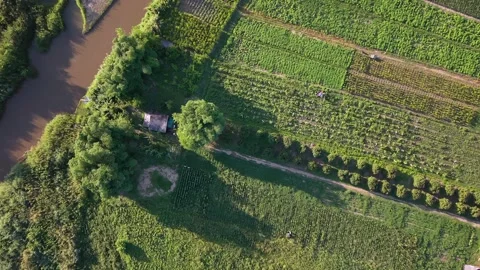 Top down aerial view of river and green agriculture fields Stock-Footage 335129279