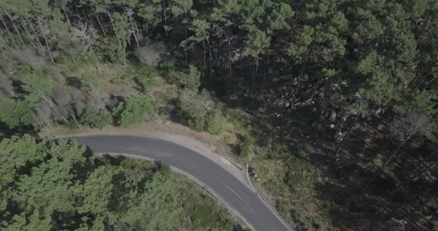 Top-Down Aerial View of the road in the forest Stock Footage 311941176