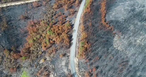 Top down aerial view of road crossing burnt forest The Concept of Contrast 스톡 동영상 323562953
