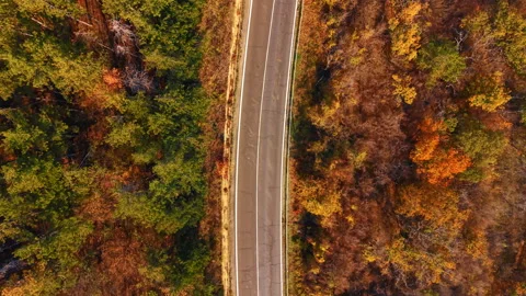 Top down aerial view of road between different trees Stock Footage 333478306