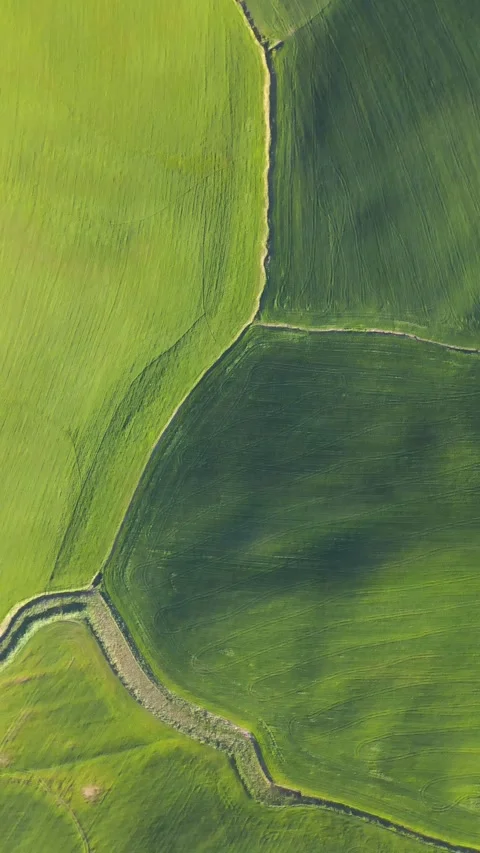 Top down aerial view of rolling Tuscany fields with green crop patterns Stock Footage 338271273