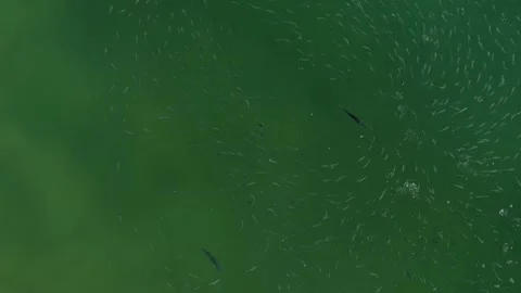Top down aerial view of rooster fish hunting mullet in Cabo San Lucas Video stock 341482830