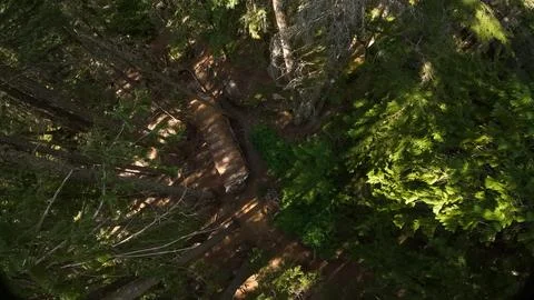 Top down aerial view of a rusted graffiti train car hidden in the forest Foto stock