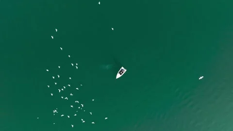 Top down aerial view seagulls fly around fisher Video stock 231266347