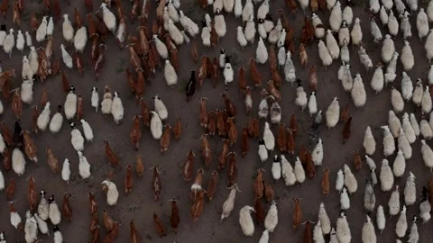 Top Down Aerial View of Sheep and Goats Grazing on Mongolian Steppe Stockbeeldmateriaal 347179060