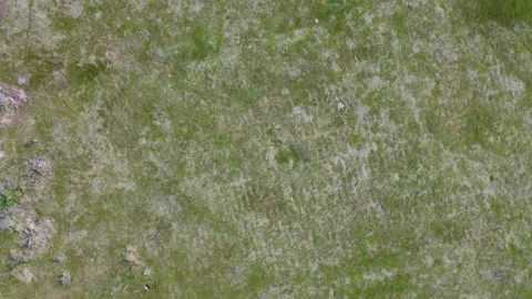 A top-down aerial view shows a small group of wild deer scattered across Video stock 335727831