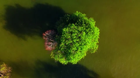 Top-down aerial view of a single tree in turquoise water. Video stock 329842987