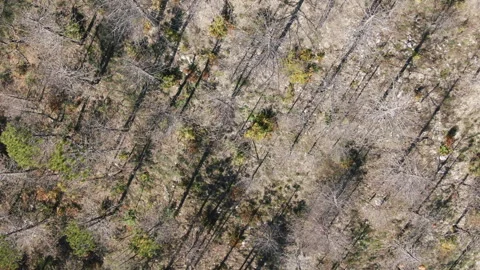 Top-down aerial view slowly moving over a desolate forest landscape showing the Stock Footage 337128919