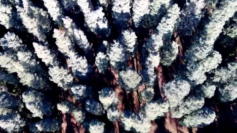 Top-Down Aerial View of Snow-Covered Cedar Forest Canopy in Middle Atlas Morocco Stock Footage 328574920