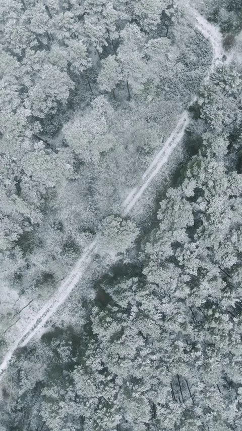 Top down aerial view of snow covered forest road in Barycz Valley, Poland. Stock Footage 329138218