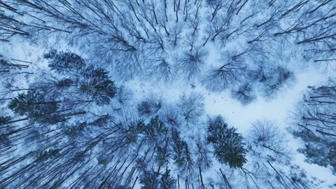 Top Down Aerial View of Snow Covered Forest in Winter Video stock 331117031