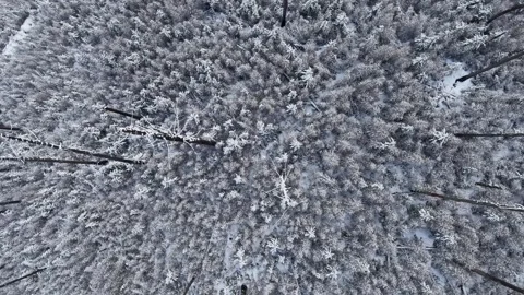 Top-down aerial view of snow-covered evergreen trees in winter near Kicking Vidéo 334356520