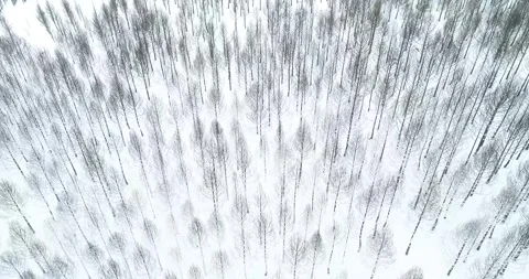 Top Down Aerial View of a Snowy Winter Forest The Concept of a Natural Patter Stock Footage 317842849