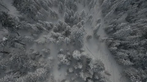 Top-down aerial view snowy winter forest. flight drone. Stock Footage 319257662