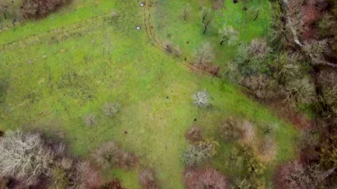 Top-Down Aerial View of Spring Farmland and Orchards. A high-angle drone sh.. Stock Footage 332005157