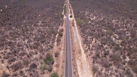 Top Down Aerial View of Straight Desert Highway in Baja California Sur Stock Footage 340429783