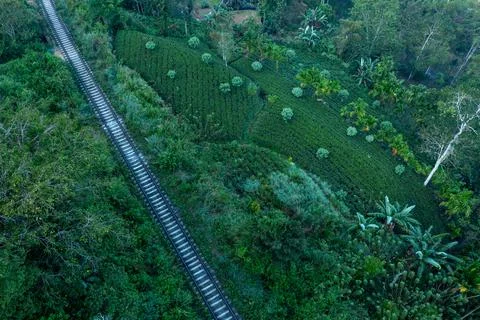 Top-down aerial view of a straight railway track dividing vibrant green tea Stock Photos