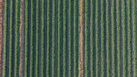 Top-Down Aerial View of Strawberry Farm Crop Rows Video stock 325833007