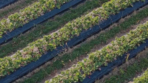 Top-Down Aerial View of Strawberry Farm Crop Rows Video stock 325833009