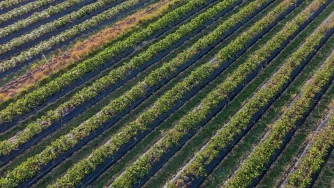 Top-Down Aerial View of Strawberry Farm Crop Rows Stock Footage 325833155