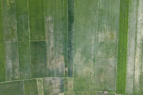 Top-down aerial view of structured green rice fields and paddy plots divide.. 스톡 사진