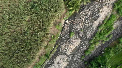 Top down aerial view of sugarcane plantation at riverside Stock Footage 155640130