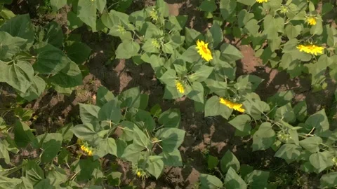 Top Down Aerial View of Sunflower Patch in Summer Vidéo 314262341