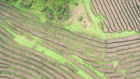 Top down aerial view of a tea plantation the concept of agriculture and pat.. Stock-Footage 326427193