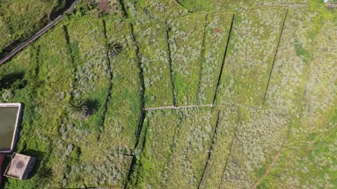 Top Down Aerial View of Terraced Agriculture in North Tenerife Stock Footage 335435789