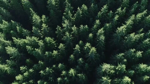 Top-down aerial view of a tight cluster of tall dense green Stock Footage 331259198