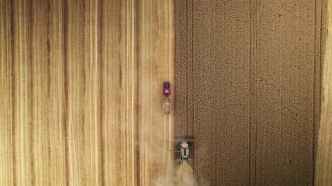 Top down Aerial view tractor and a combine harvester harvesting the yellow grain Vídeo Stock 218357563