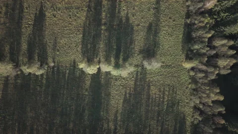 Top down aerial view of tree line casting long shadows on field in Sweden Stock Footage 325082559
