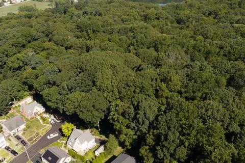 Top-down aerial view of tree-lined suburban homes in White Plains, Westchester C 库存照片