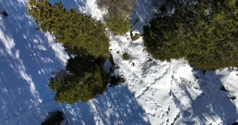Top down aerial view of trees and forest, snow covered landscape in the Alps Stock Footage 226064694