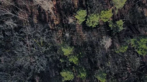 Top down aerial view of trees in Grunewald forest during Spring in Berlin G.. 스톡 동영상 244120492