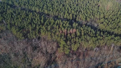 Top Down Aerial view of trees during Spring in Grunewald Berlin Germany Vídeos de archivo 244124590