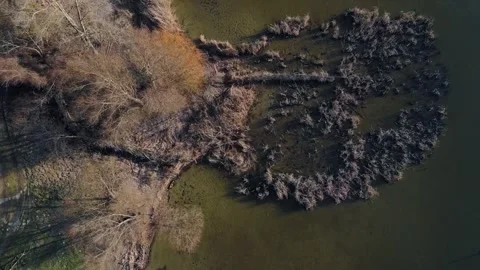 Top down aerial view of trees and greenery in Havel river near Wannsee Grun.. 스톡 동영상 244125196