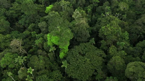 Top down aerial view of tropical forest canopy, zooming in at the tree crowns Stock Footage 196221110